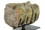 Three Articulated Hadrosaur (Brachylophosaur) Vertebrae - Montana #135464-4